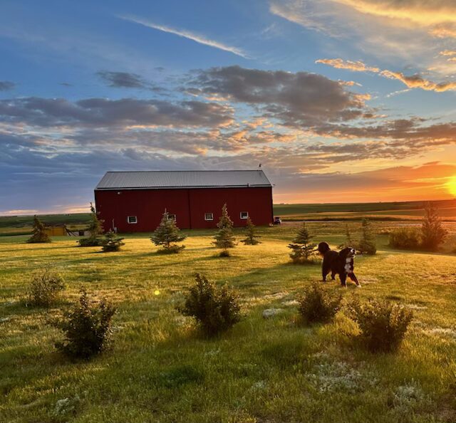 Red barn at sunset with dog